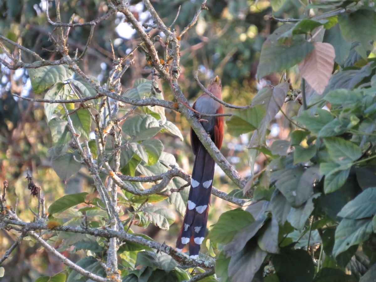 Squirrel Cuckoo - Rafael Tovar // Parque Temático Cafetero Finca La Pedregoza