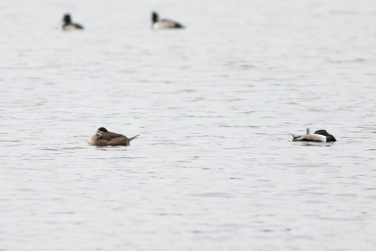 Ruddy Duck - ML190740981