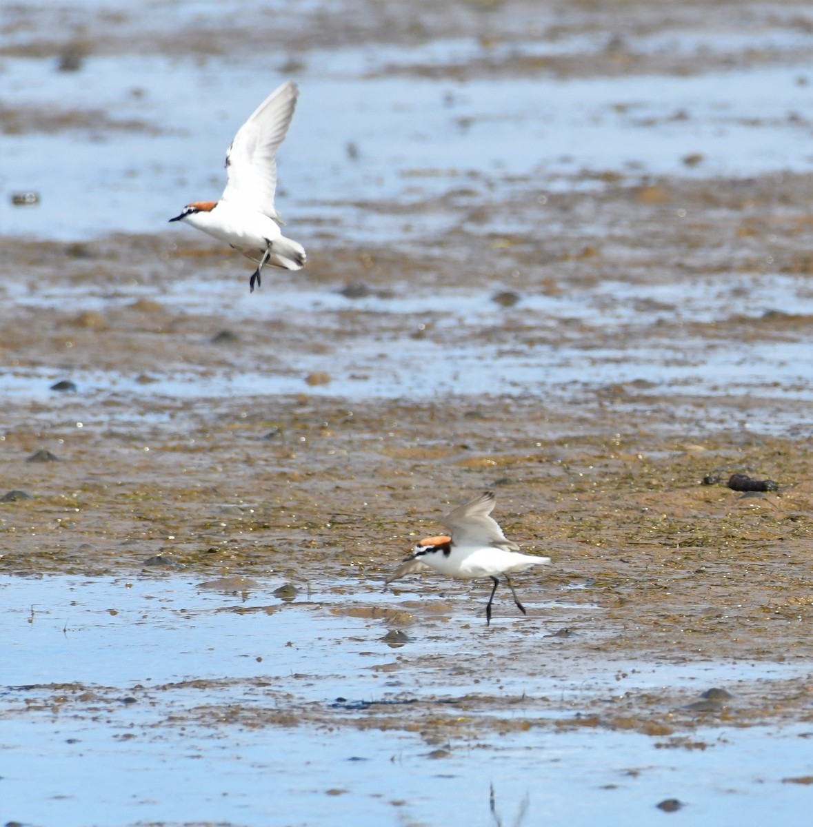 Red-capped Plover - Robert Anderson