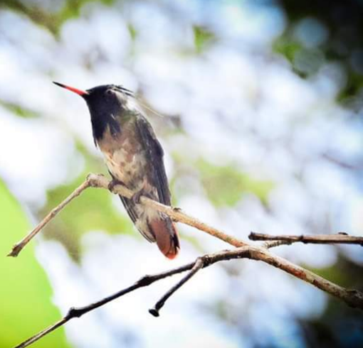 Black-crested Coquette - ML190747471