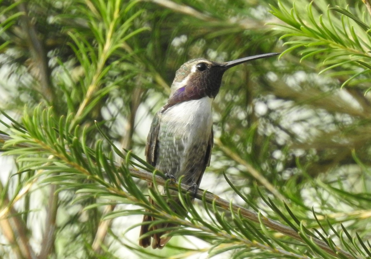 Costa's Hummingbird - Greg Cross