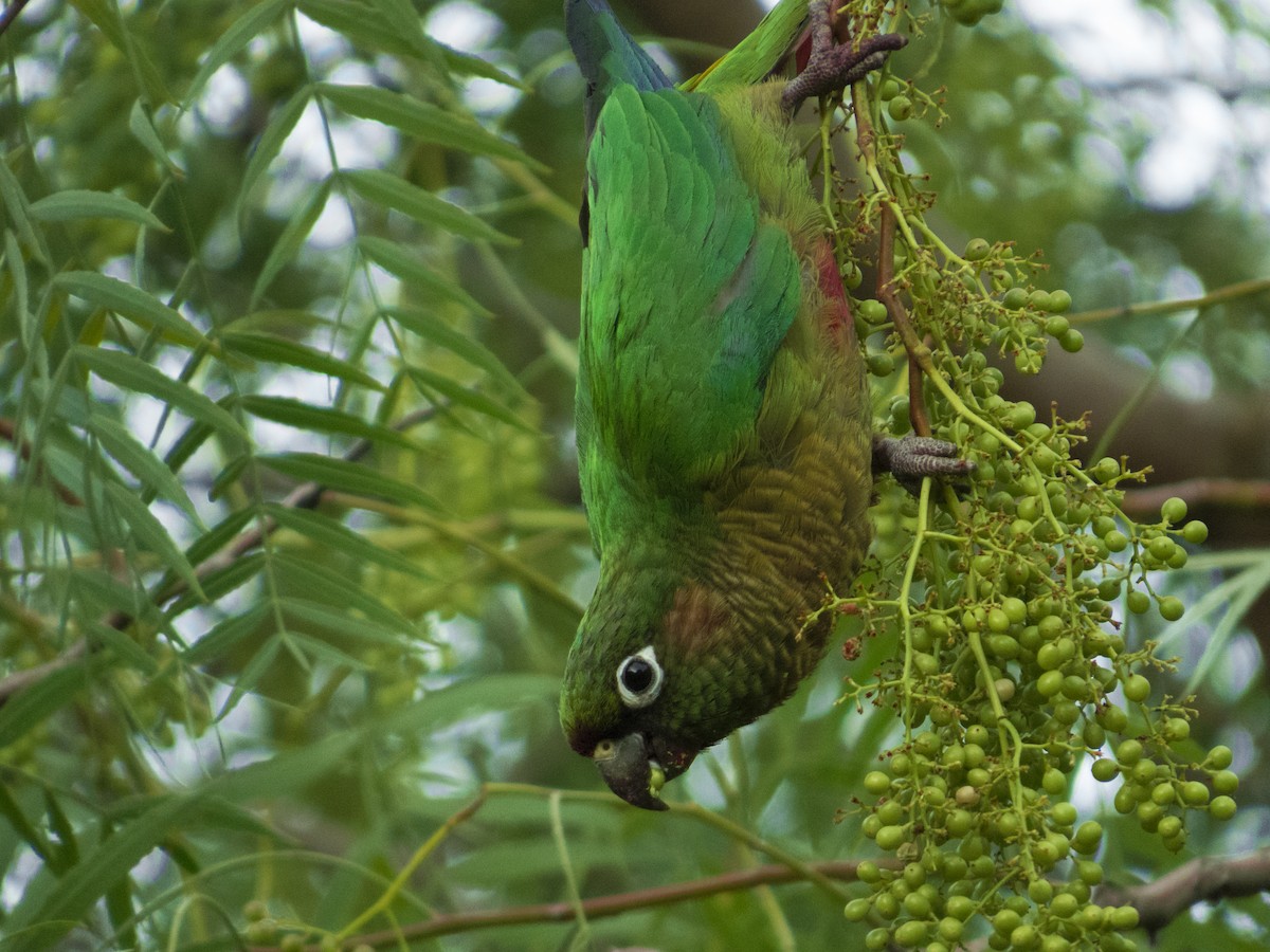 Maroon-bellied Parakeet - ML190747911