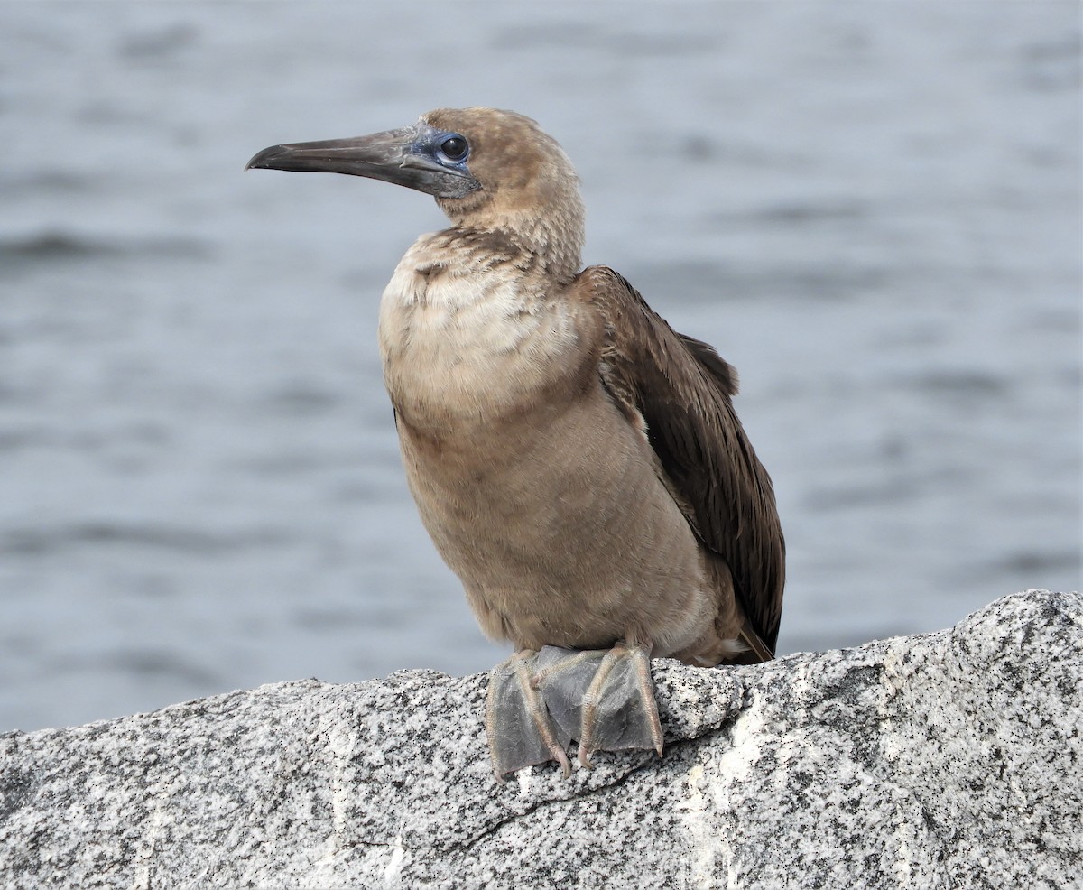 Red-footed Booby - brendan galvin
