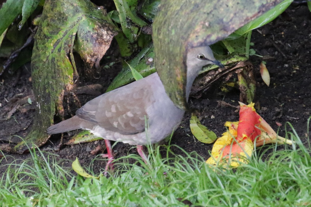 Gray-chested Dove - ML190750491