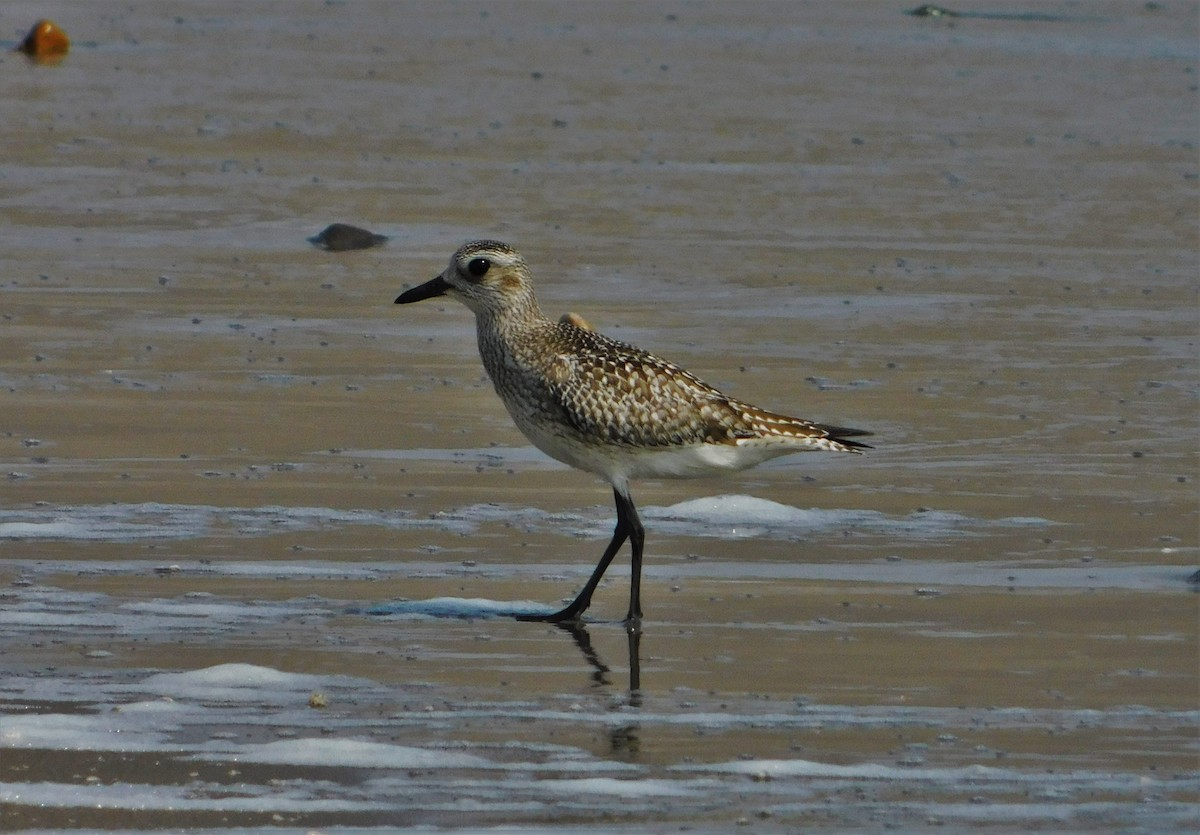 Black-bellied Plover - ML190752891