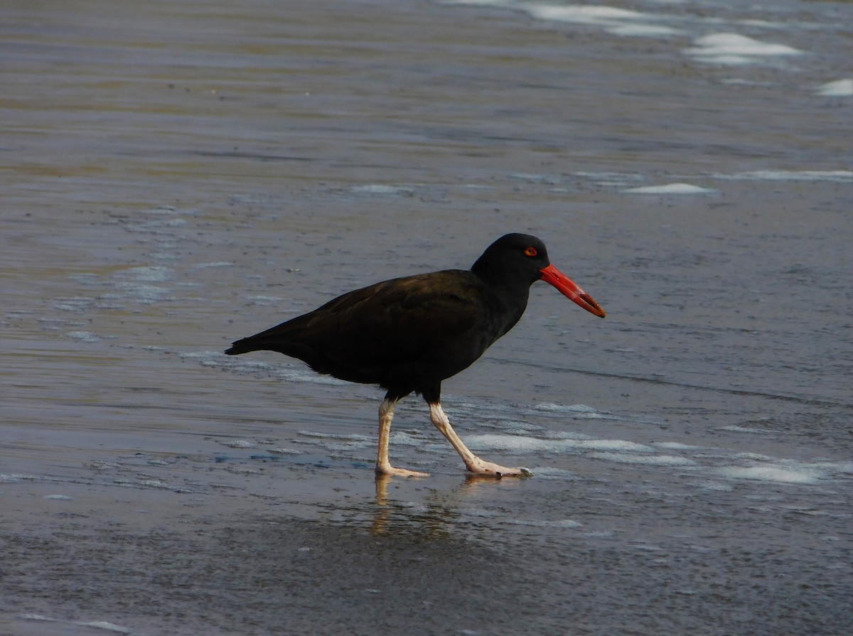 Blackish Oystercatcher - ML190752981