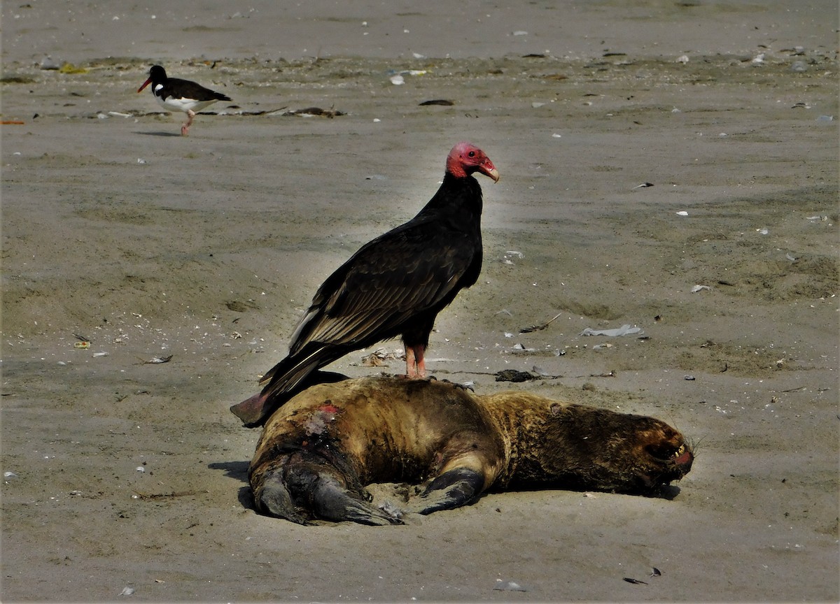 Turkey Vulture - ML190753141