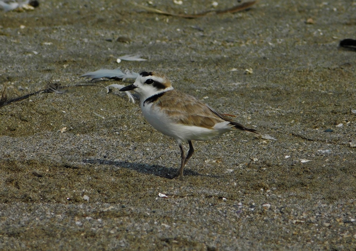 Snowy Plover - ML190753181