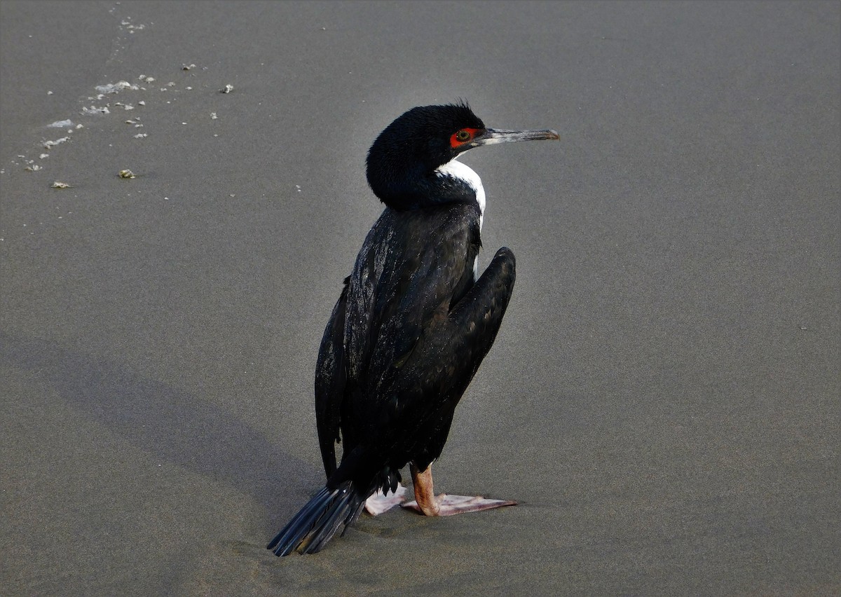 Guanay Cormorant - ML190753471