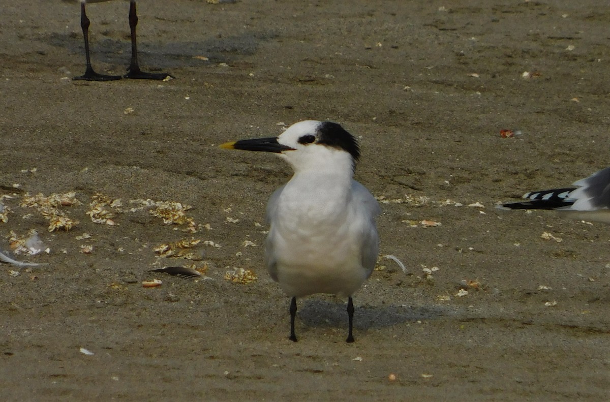 Sandwich Tern - ML190753801