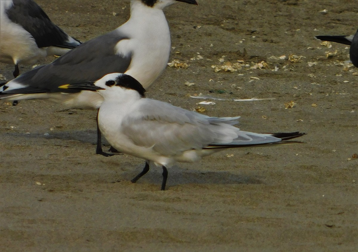 Sandwich Tern - ML190753831