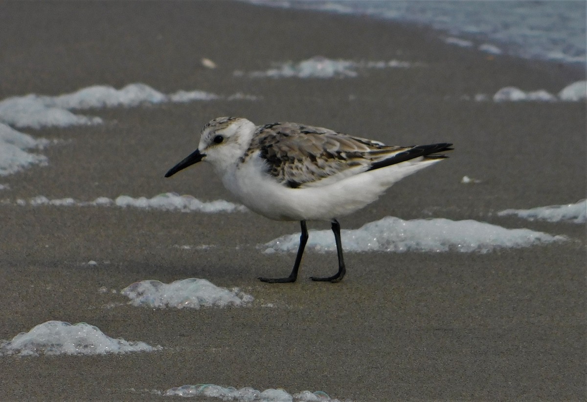 Sanderling - ML190753881