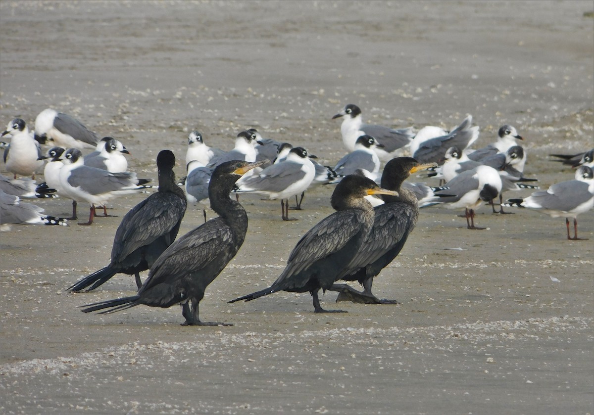 Neotropic Cormorant - ML190754431