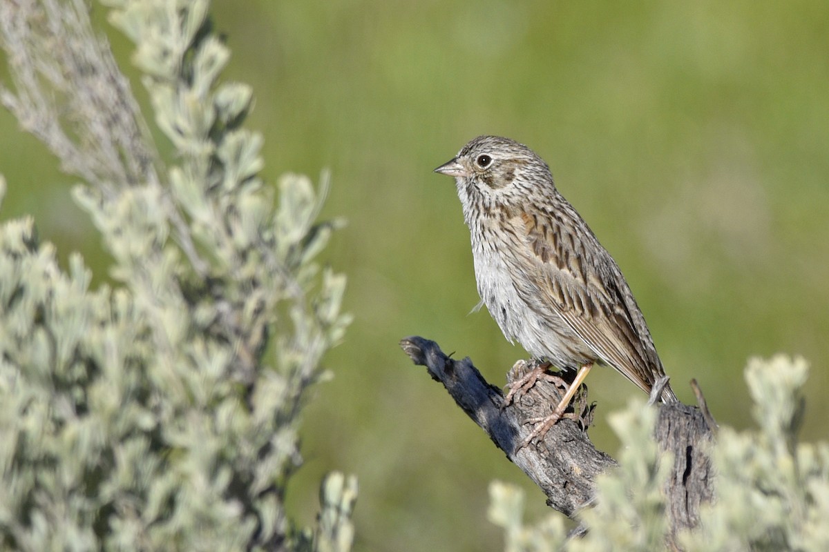 Vesper Sparrow - ML190754701