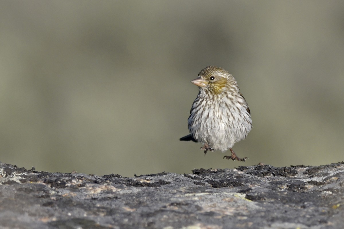 Cassin's Finch - ML190755201