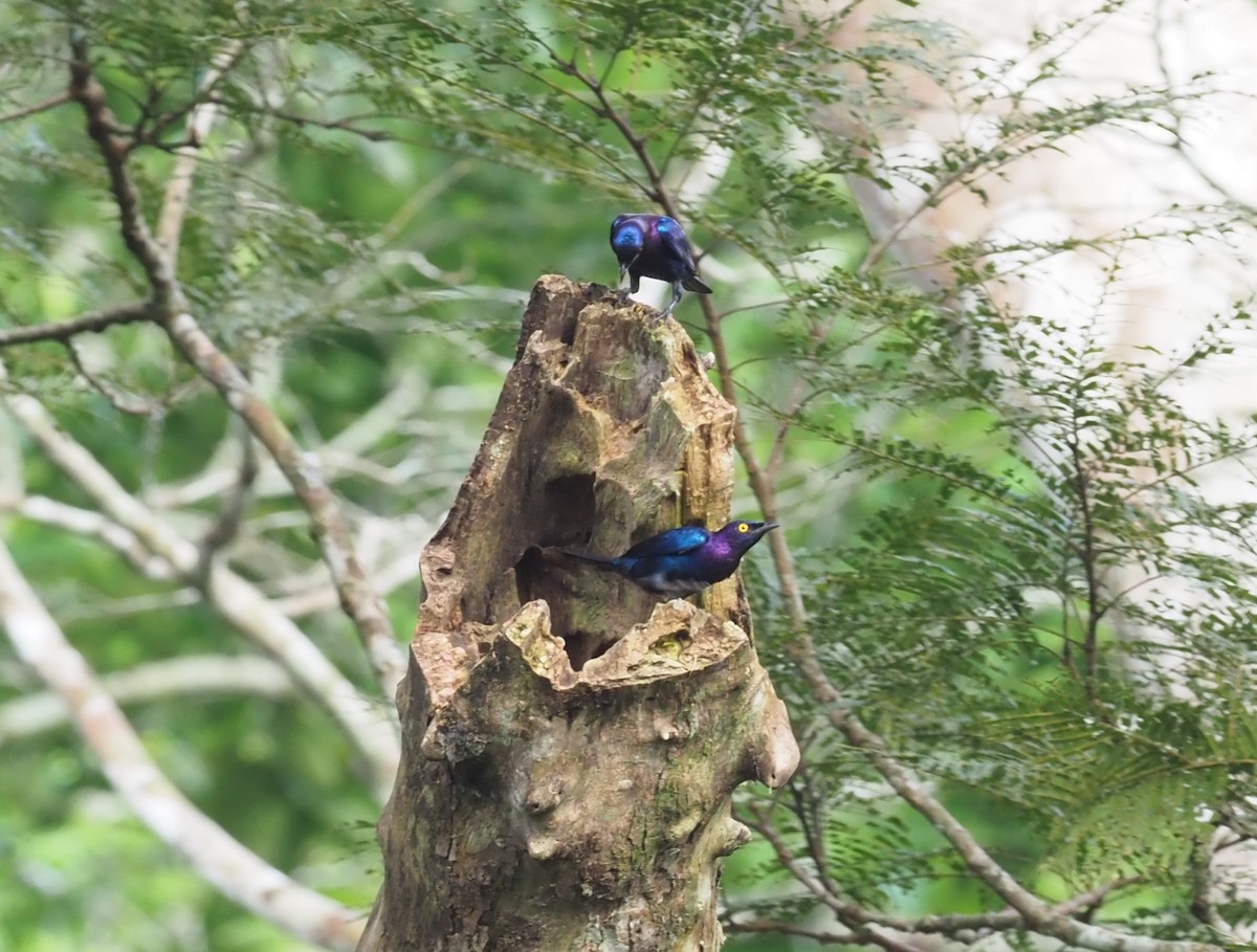 Copper-tailed Starling - ML190755951