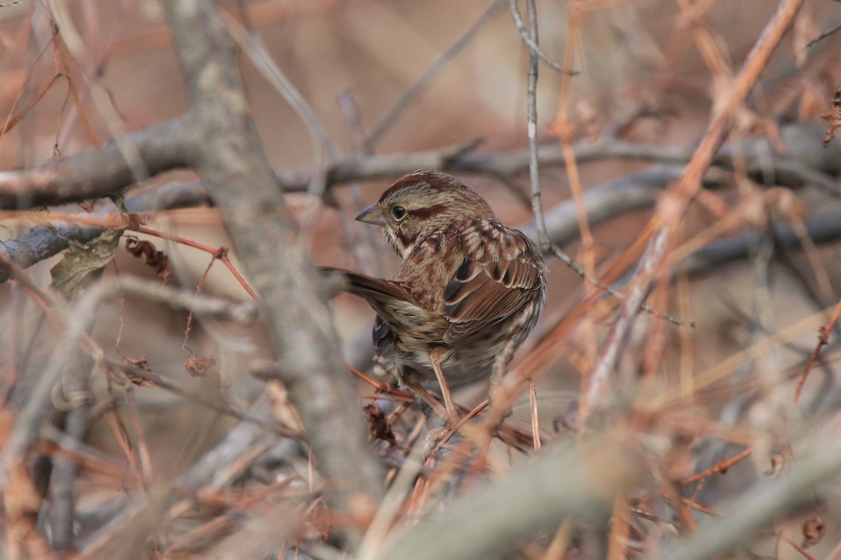 Song Sparrow - Mark Gallagher