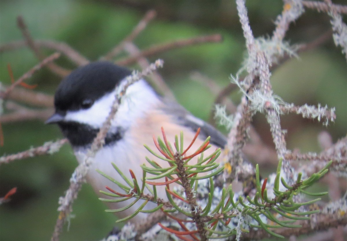 Black-capped Chickadee - ML190757071