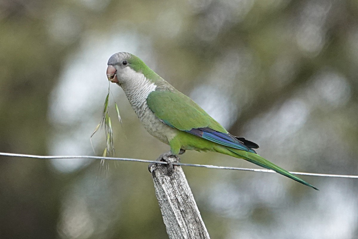 Monk Parakeet - ML190757381