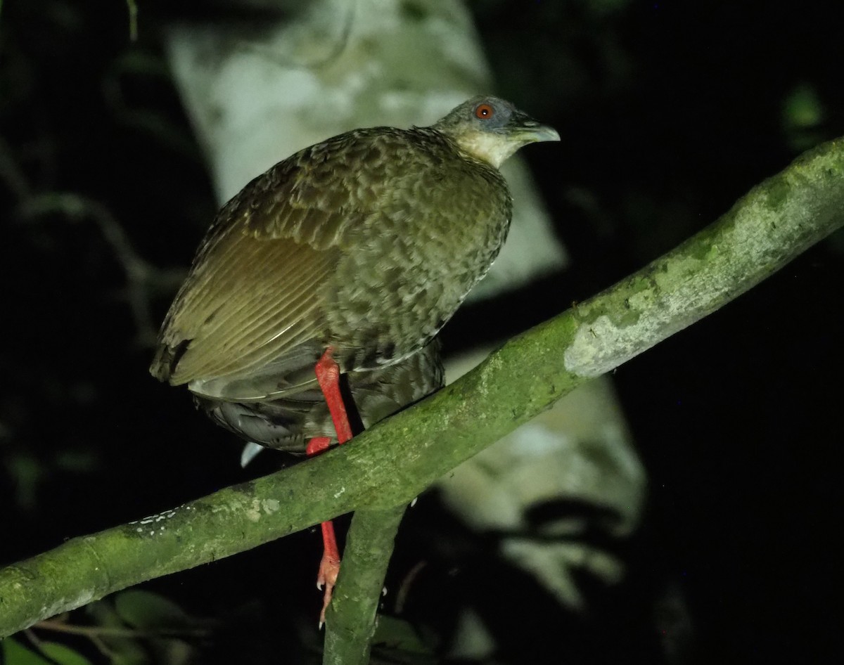 Râle à pieds rouges - ML190758611