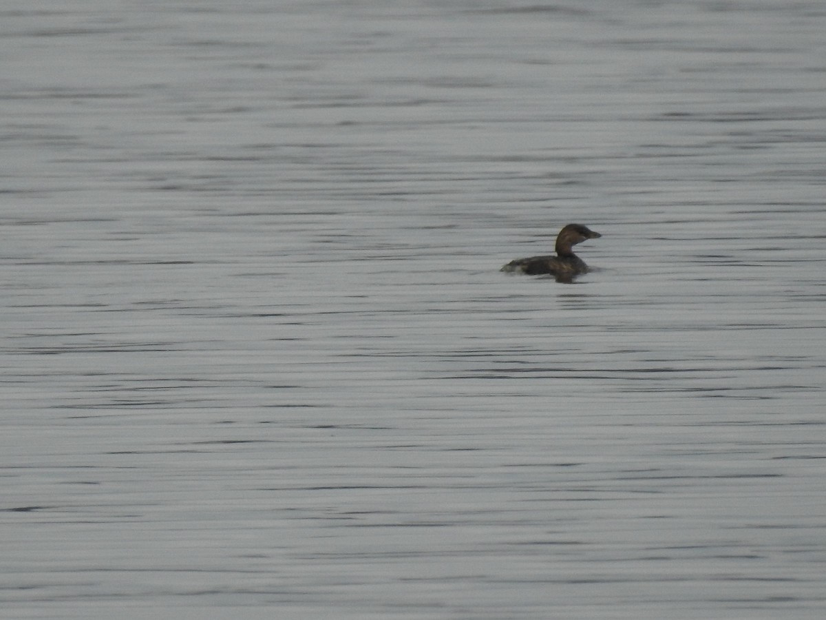 Pied-billed Grebe - ML190758751