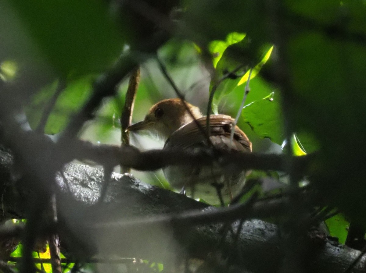 Rufous-winged Illadopsis - Stephan Lorenz / Rockjumper Birding Tours