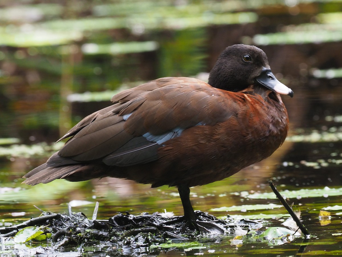 Hartlaub's Duck - ML190759581