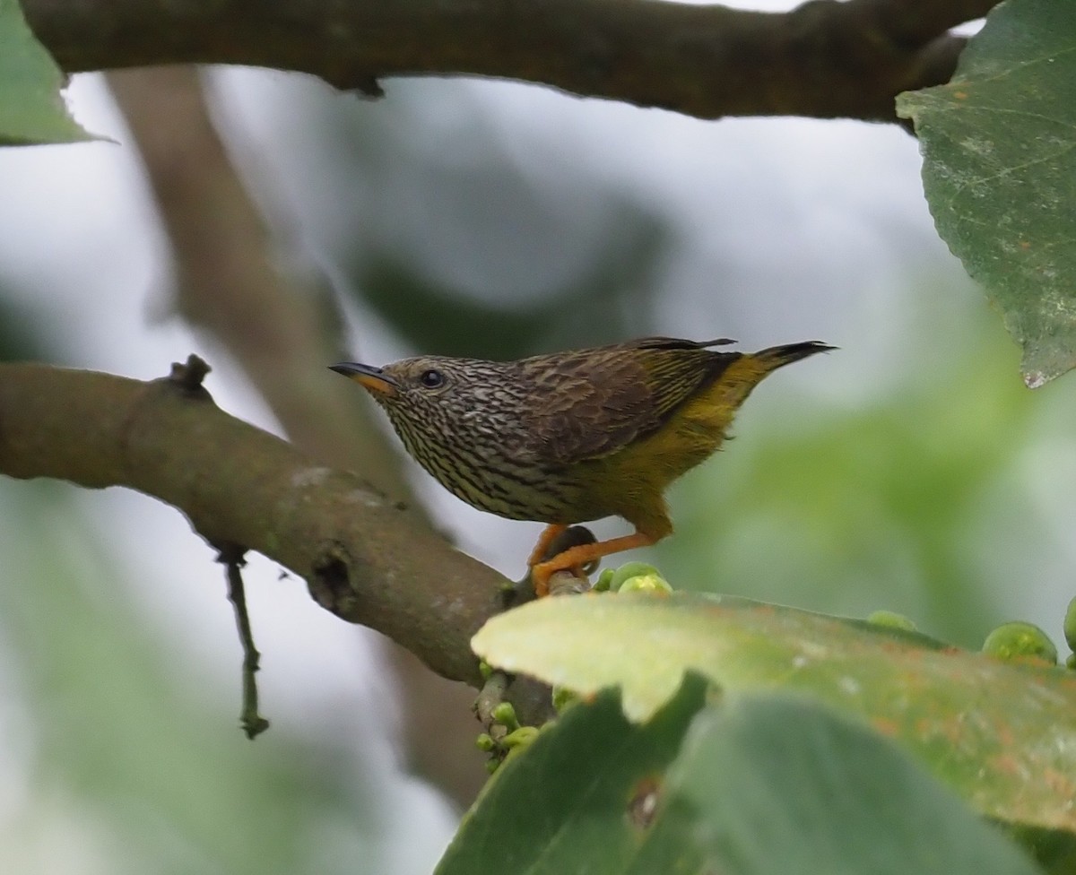 Tit-hylia - Stephan Lorenz / Rockjumper Birding Tours
