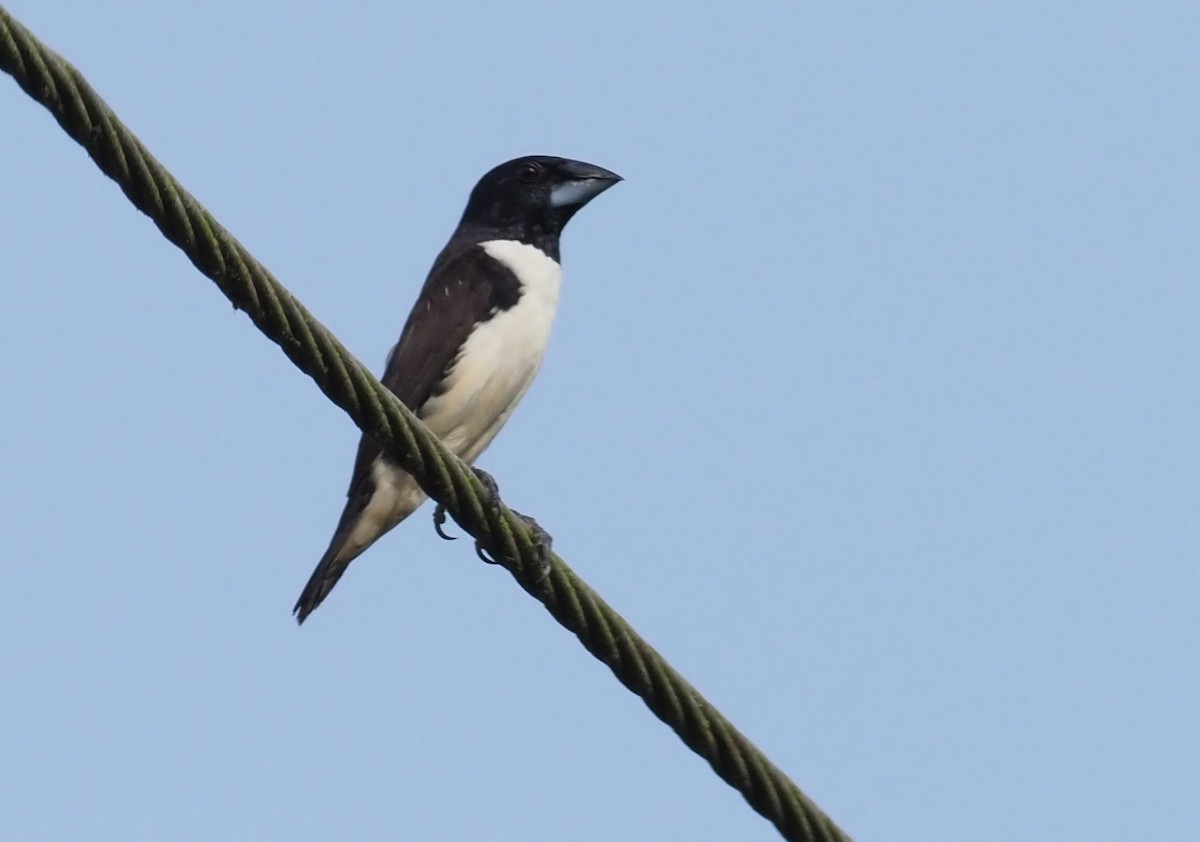 Magpie Mannikin - ML190762321