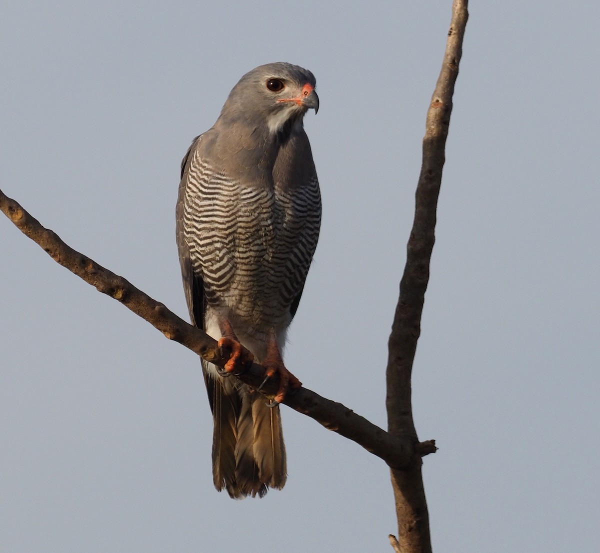Lizard Buzzard - Stephan Lorenz / Rockjumper Birding Tours