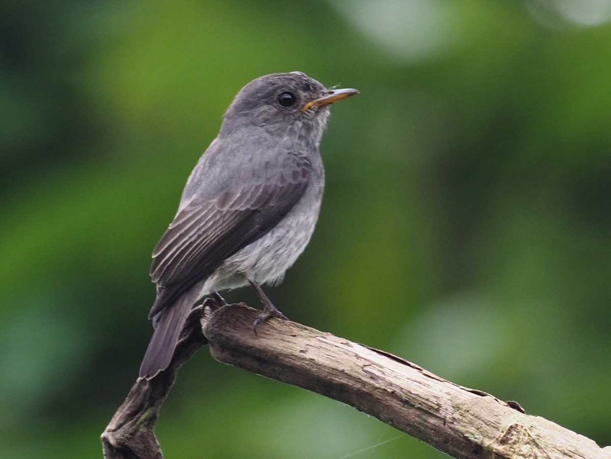 Little Flycatcher - Stephan Lorenz / Rockjumper Birding Tours