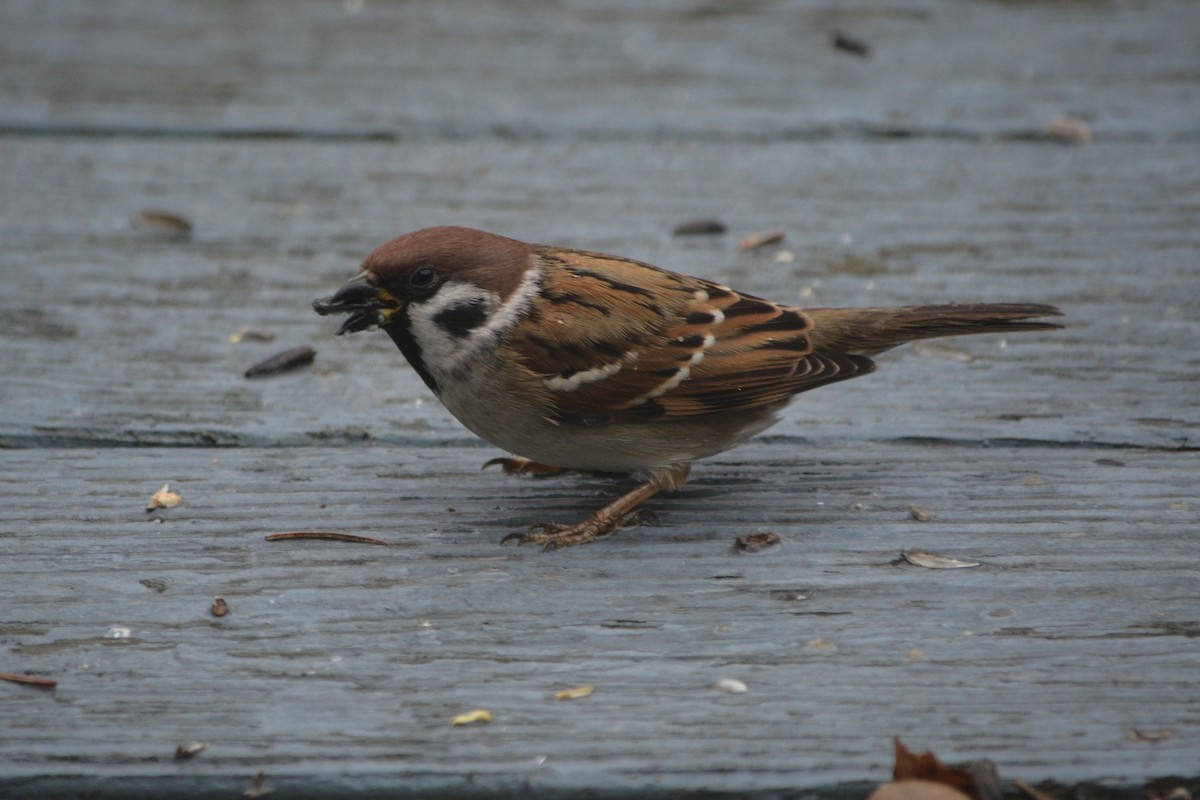 Eurasian Tree Sparrow - ML190764831