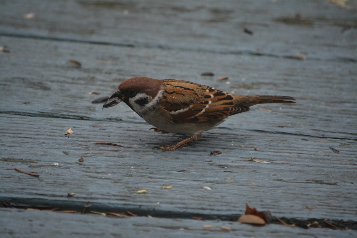 Eurasian Tree Sparrow - ML190764841