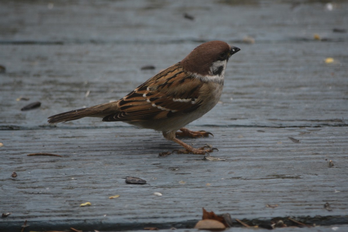 Eurasian Tree Sparrow - ML190764961