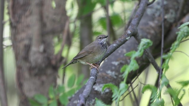 Baikal Bush Warbler - ML190765131