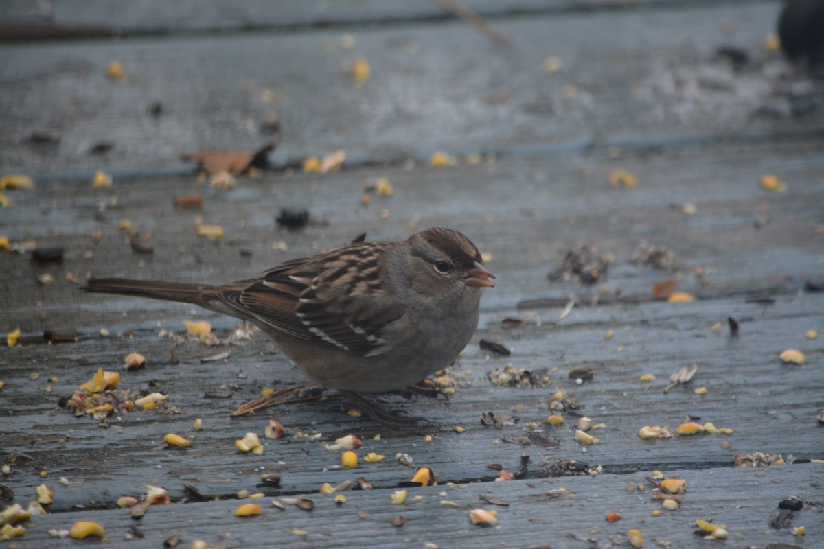 White-crowned Sparrow - ML190765211