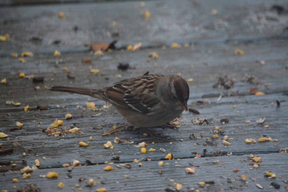 White-crowned Sparrow - ML190765241