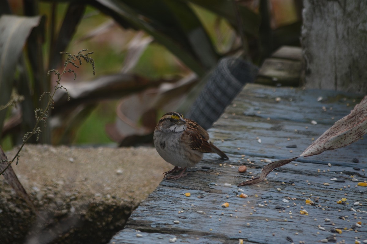 White-throated Sparrow - ML190766131
