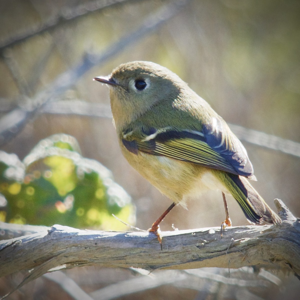 Ruby-crowned Kinglet - ML190766541