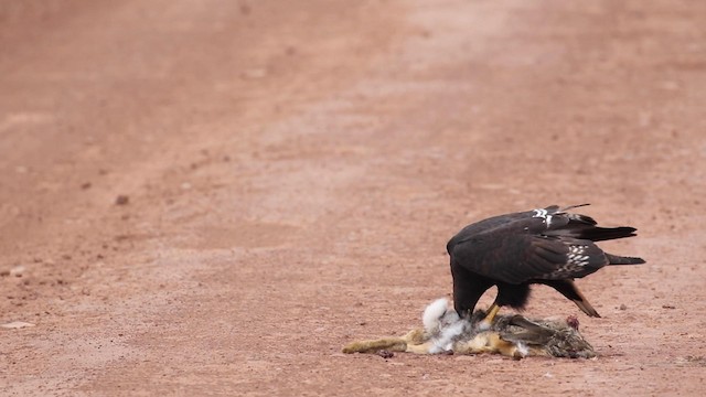 Augur Buzzard (Augur) - ML190767741