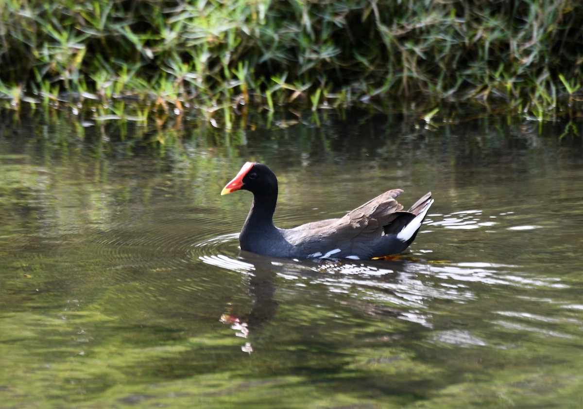 Common Gallinule - ML190768931