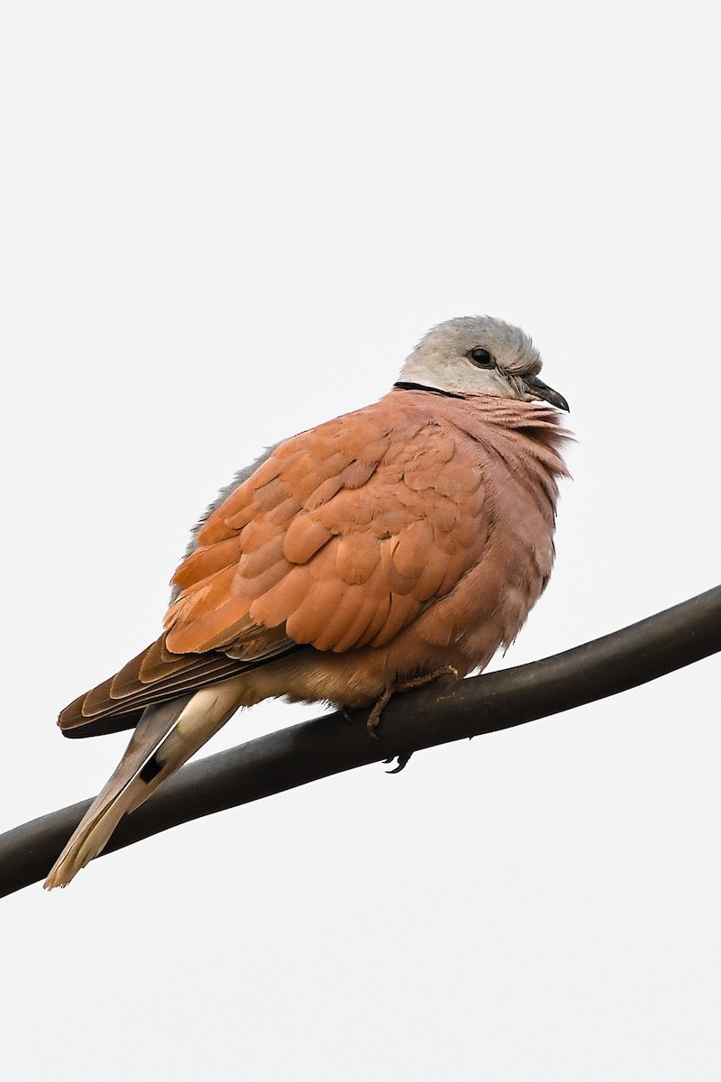 Red Collared-Dove - ML190769011