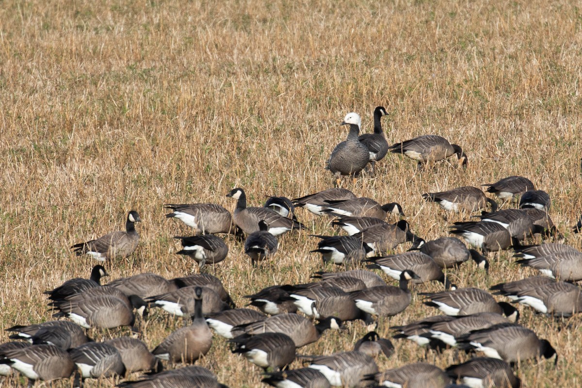 Emperor Goose - ML190770071