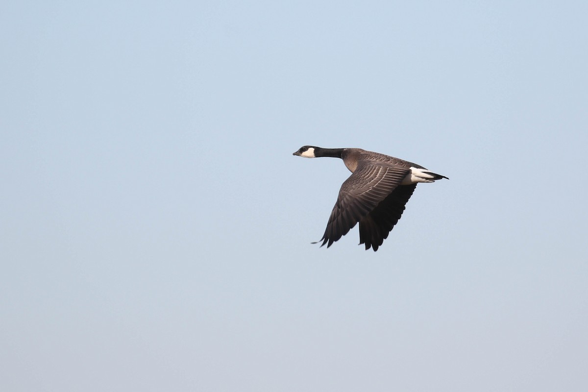 Cackling Goose (minima) - ML190770101