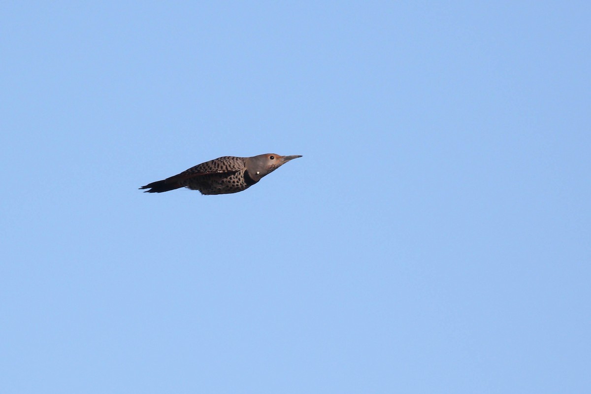 Northern Flicker (Red-shafted) - ML190770211