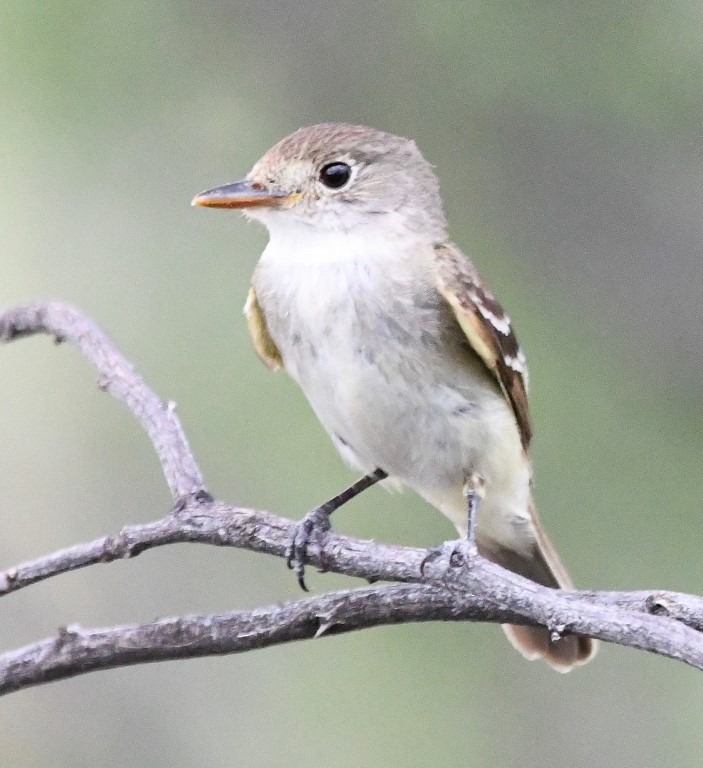 Willow Flycatcher - Steve Davis