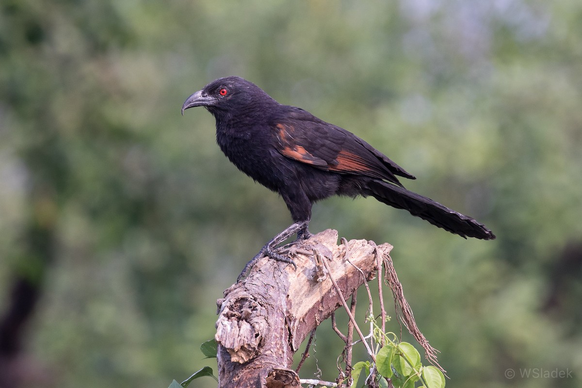 Sunda Coucal - Wayne Sladek