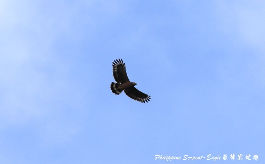 Philippine Serpent-Eagle - ML190775751