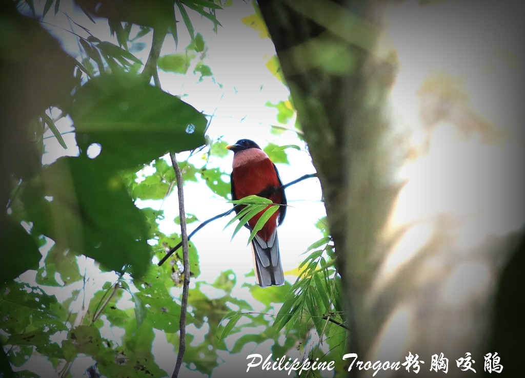 Philippine Trogon - ML190775781