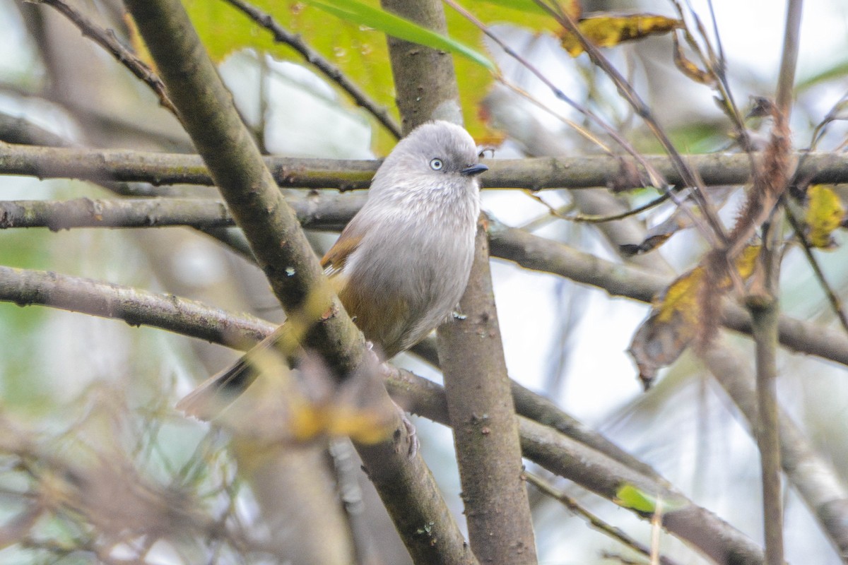 Gray-hooded Fulvetta - Itamar Donitza